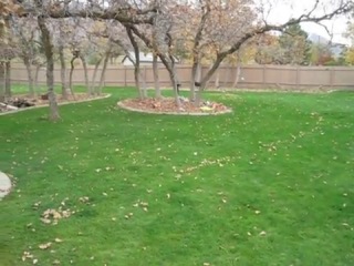 funny siberian husky playing in leaves