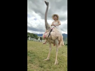 beautiful woman riding an ostrich