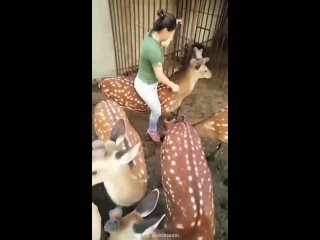 asian girl rides deer bareback the deer doesn t mind