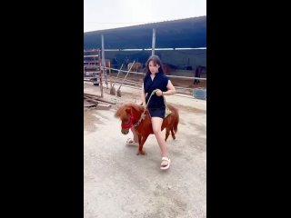 beauty riding a pony