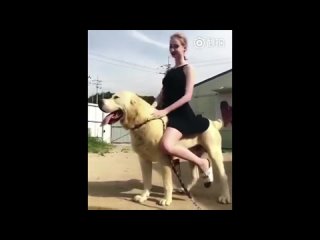 the perfect dog rider