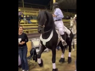 warrior dancing horses-20240413-0002 mp4