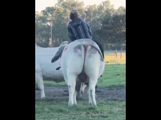 hot girl cow riding