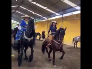 horses finos.mexico-20231030-0001 mp4